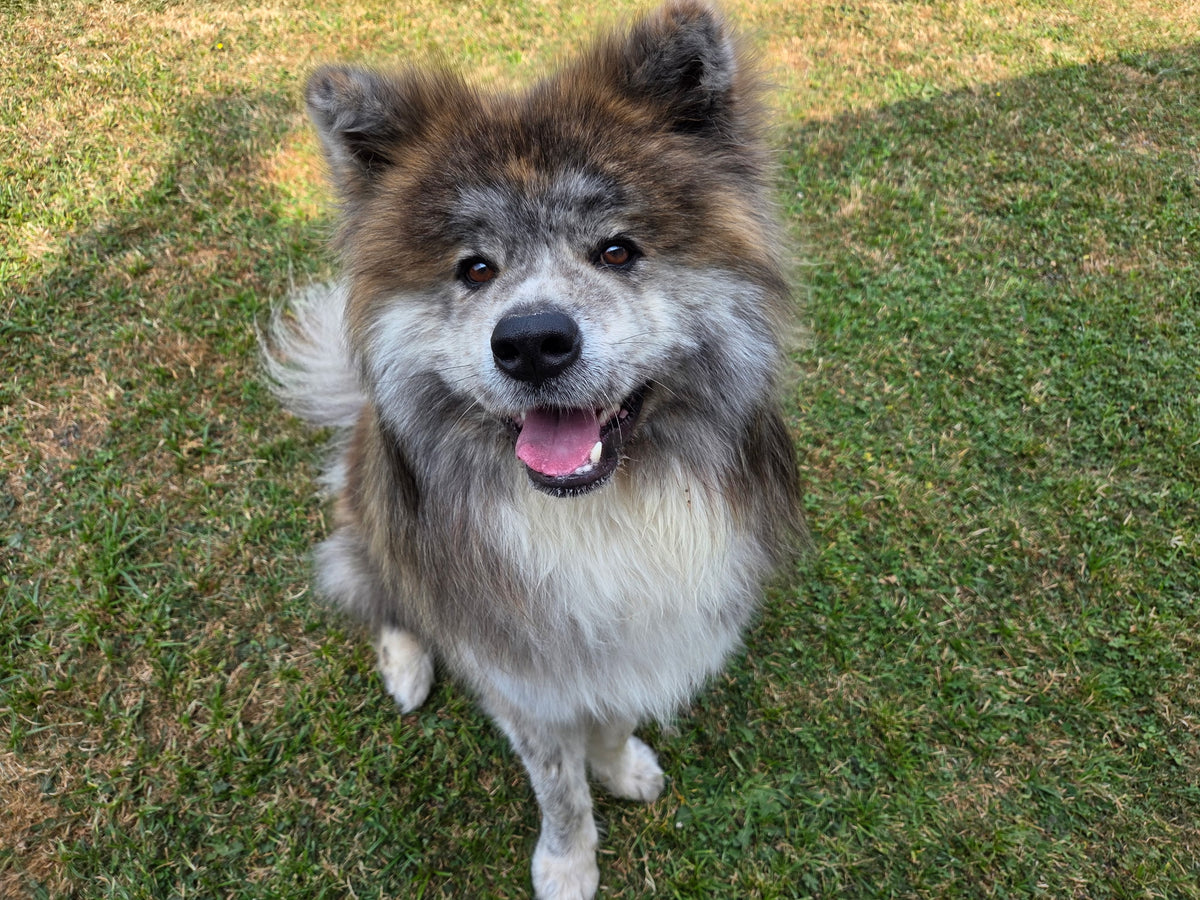 Katsu, l'Akita Inu bringé de la maison, la langue sortie, l'air fier